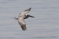Brown pelican