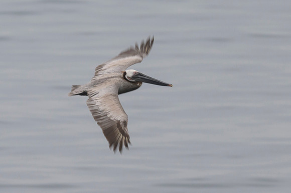 Brown pelican