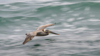 Brown pelican