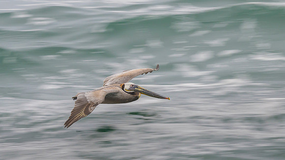 Brown pelican