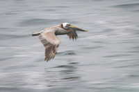 Brown pelican