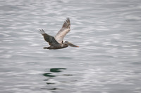 Brown pelican