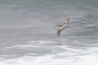 Brown pelican