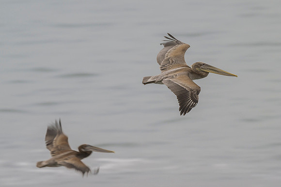 Brown pelican