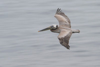 Brown pelican