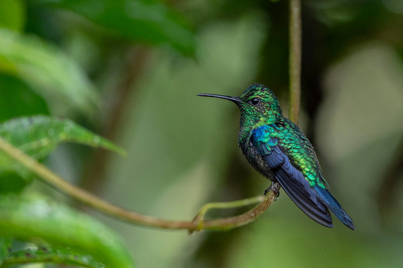 Crowned Woodnymph