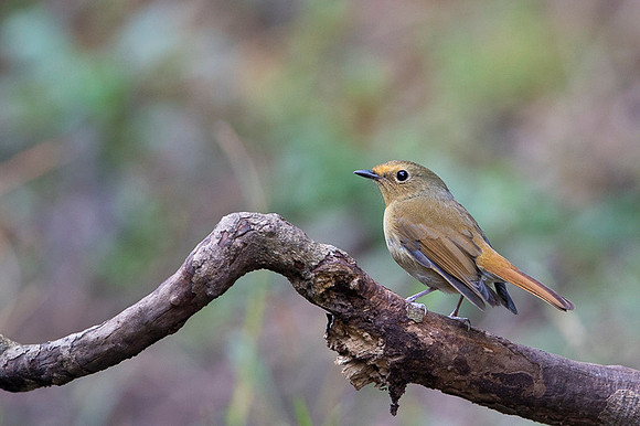 Niltana