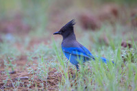 Steller's Jay