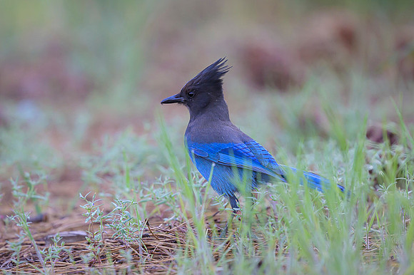Steller's Jay