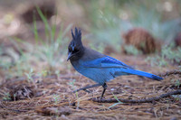 Steller's Jay