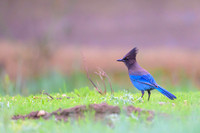Steller's Jay