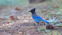 Steller's Jay