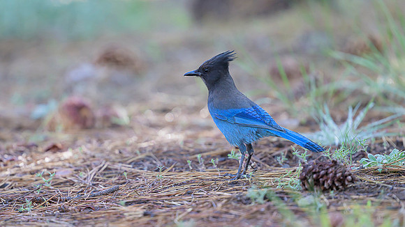 Steller's Jay