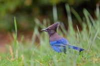 Steller's Jay