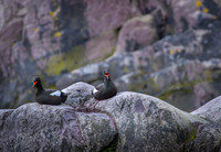 Black guillemot / Nurnik