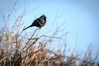 Phainopepla