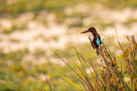 White thorated kingfisher