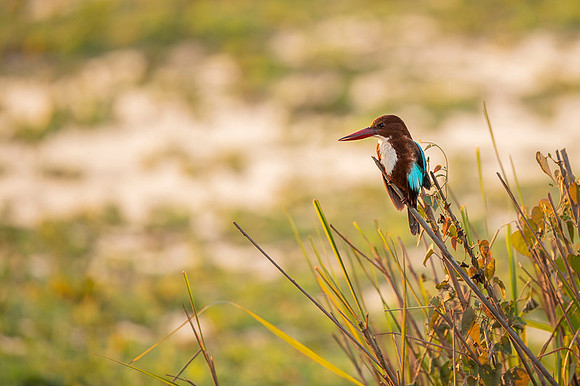 White thorated kingfisher