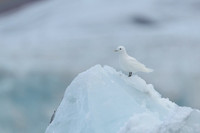 Ivory Gull