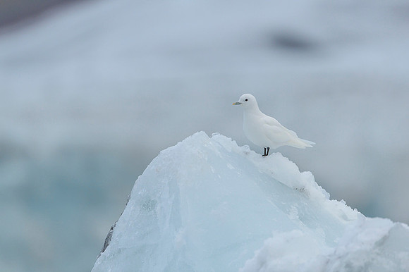 Ivory Gull