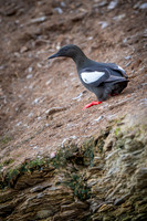 Black guillemot / Nurnik