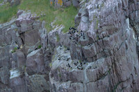 Black guillemot / Nurnik