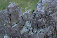 Black guillemot / Nurnik