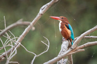 White thorated kingfisher