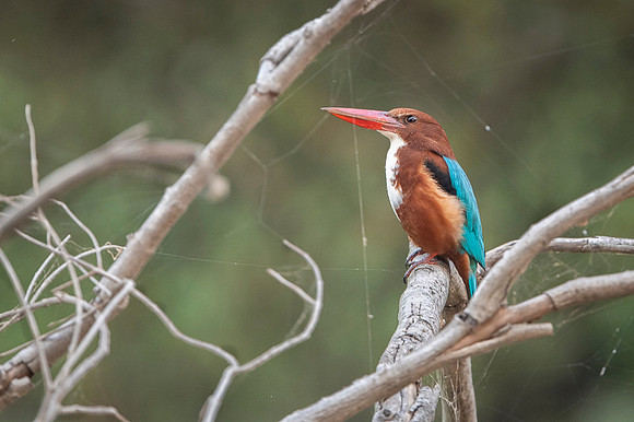 White thorated kingfisher