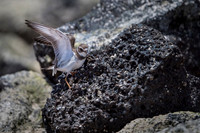 Semi palmated plover