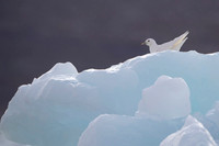 Ivory Gull