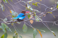White thorated kingfisher