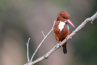 White thorated kingfisher