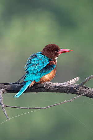 White thorated kingfisher