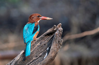 White thorated kingfisher