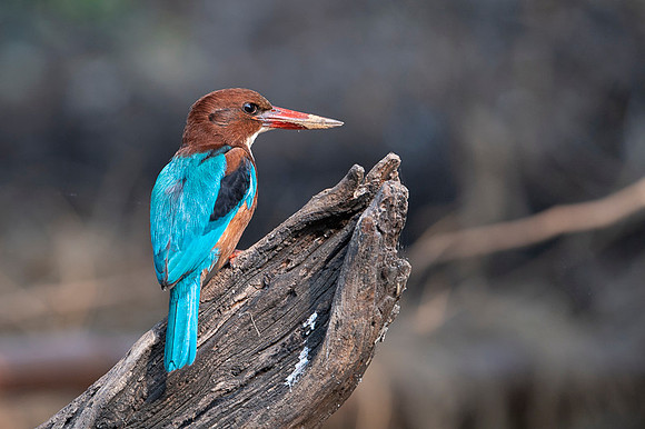 White thorated kingfisher