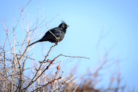 Phainopepla