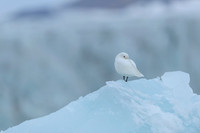 Ivory Gull