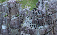 Black guillemot / Nurnik