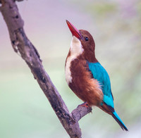 White thorated kingfisher
