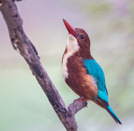 White thorated kingfisher