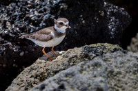 Semi palmated plover