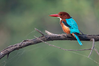 White thorated kingfisher