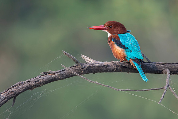 White thorated kingfisher