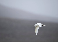 Ivory Gull