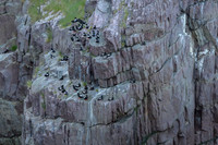 Black guillemot / Nurnik