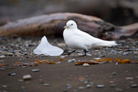 Ivory Gull