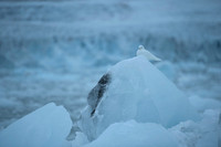 Ivory Gull