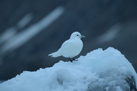 Ivory Gull