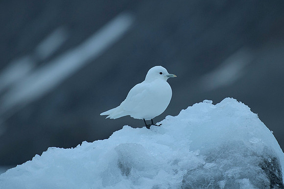 Ivory Gull